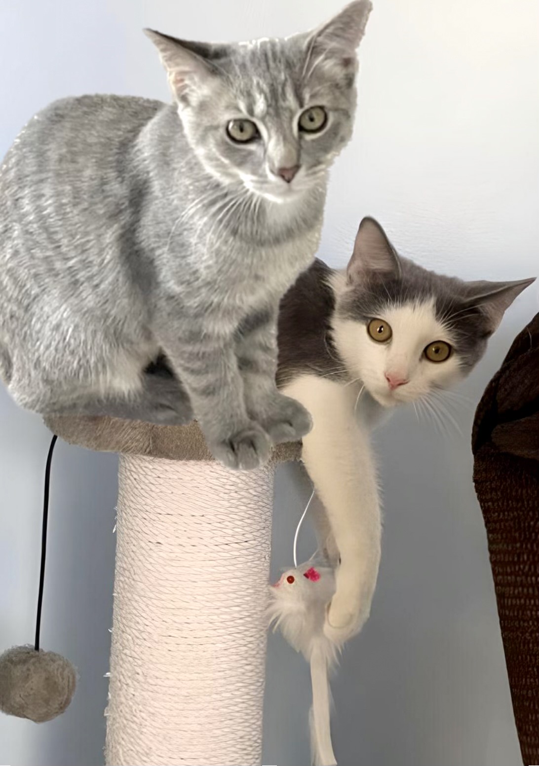 Kittens! Frosty and Ravioli Jr.