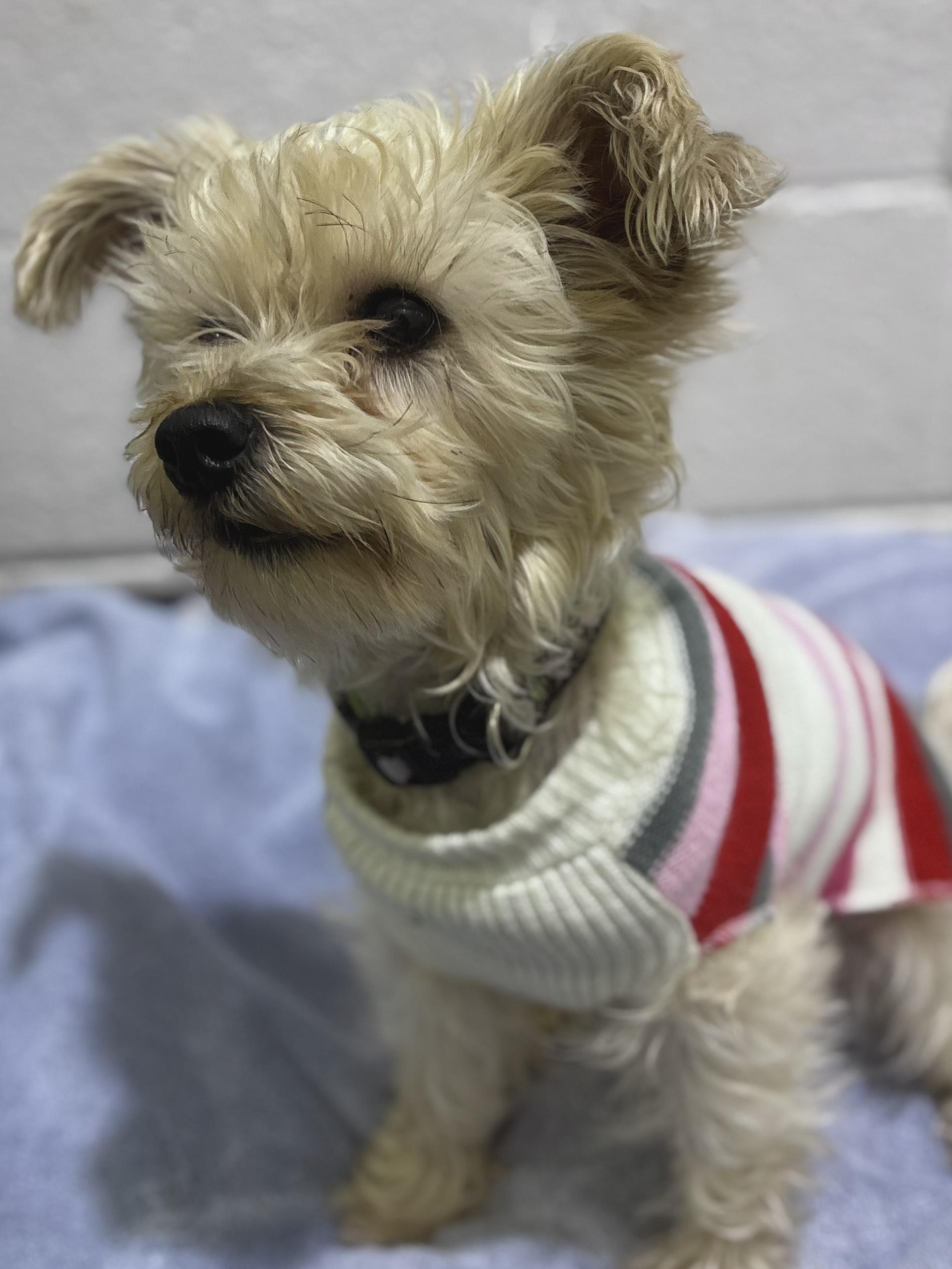 Enlarge Harley ***Adoption pending. Wish me luck!!!***, an adopted mixed breed in Edgewood, MD image 2/4