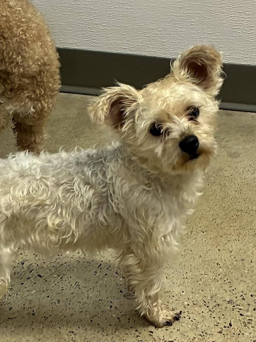 Enlarge Harley ***Adoption pending. Wish me luck!!!***, an adopted mixed breed in Edgewood, MD image 3/4