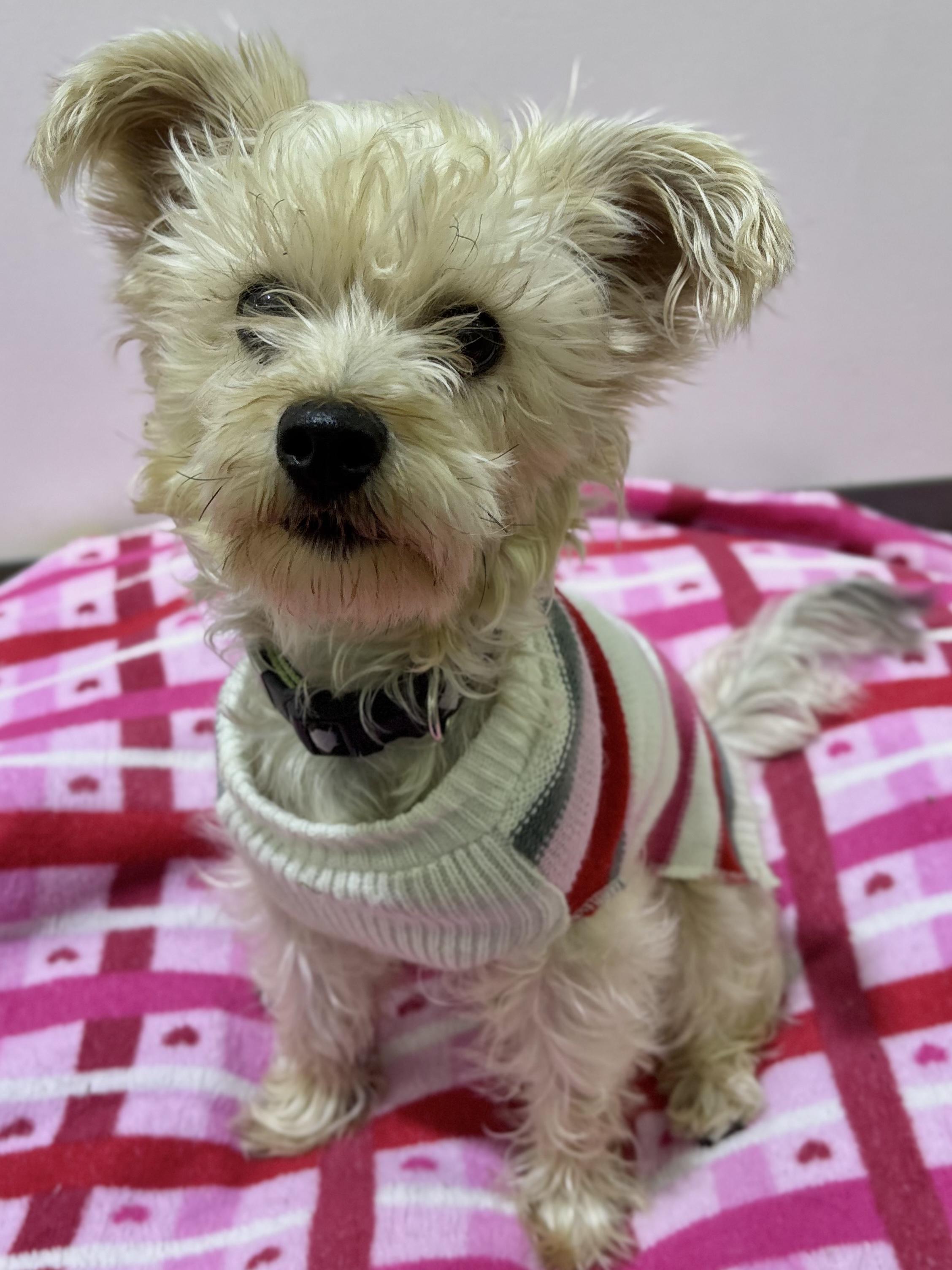 Enlarge Harley ***Adoption pending. Wish me luck!!!***, an adopted mixed breed in Edgewood, MD image 4/4