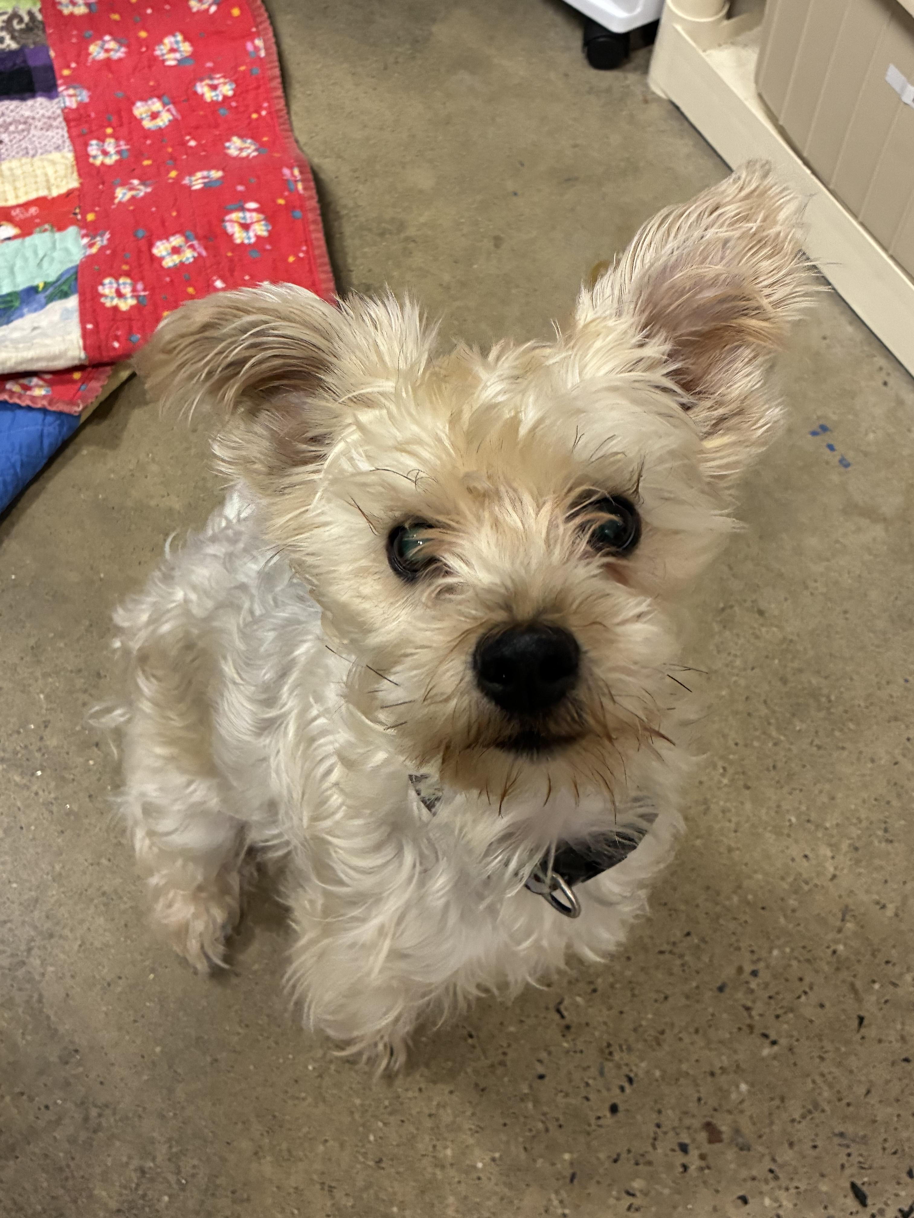 Harley ***Adoption pending. Wish me luck!!!***, adopted, Adult Female Terrier.