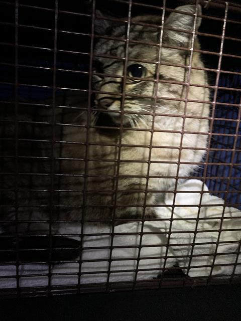 MEOW MIX, Adoptable, Adult Female Domestic Short Hair.