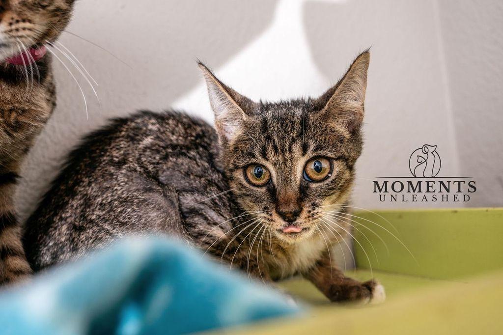 Enlarge Willow, a Adoptable Domestic Short Hair in Myakka City, FL image 3/3