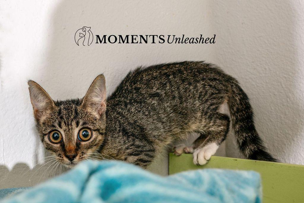 Enlarge Willow, a Adoptable Domestic Short Hair in Myakka City, FL image 2/3