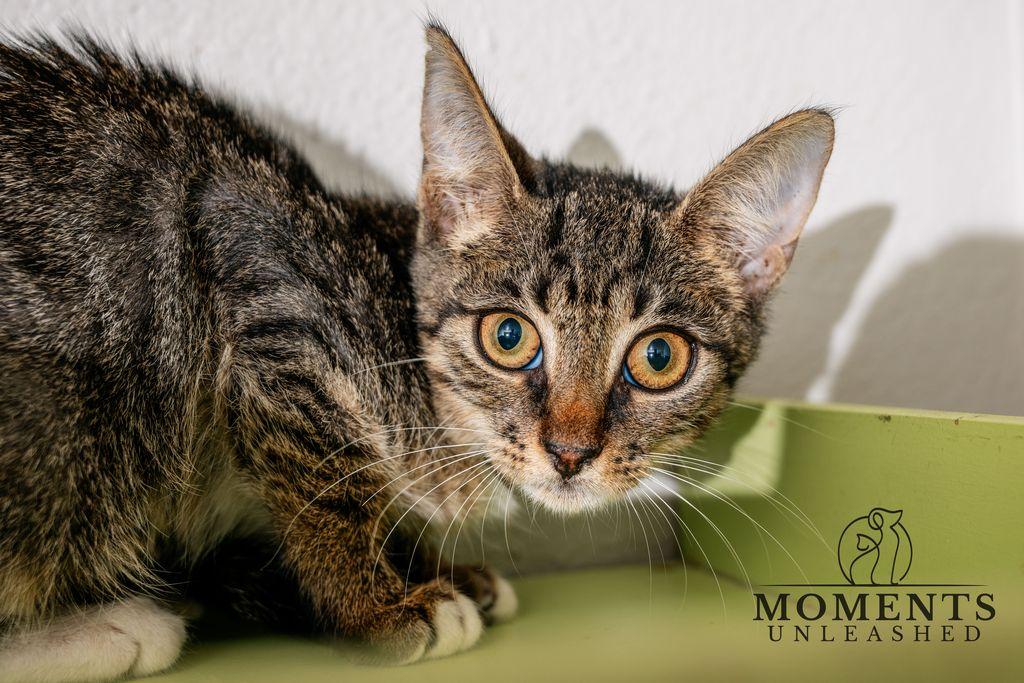 Enlarge Willow, a Adoptable Domestic Short Hair in Myakka City, FL image 1/3