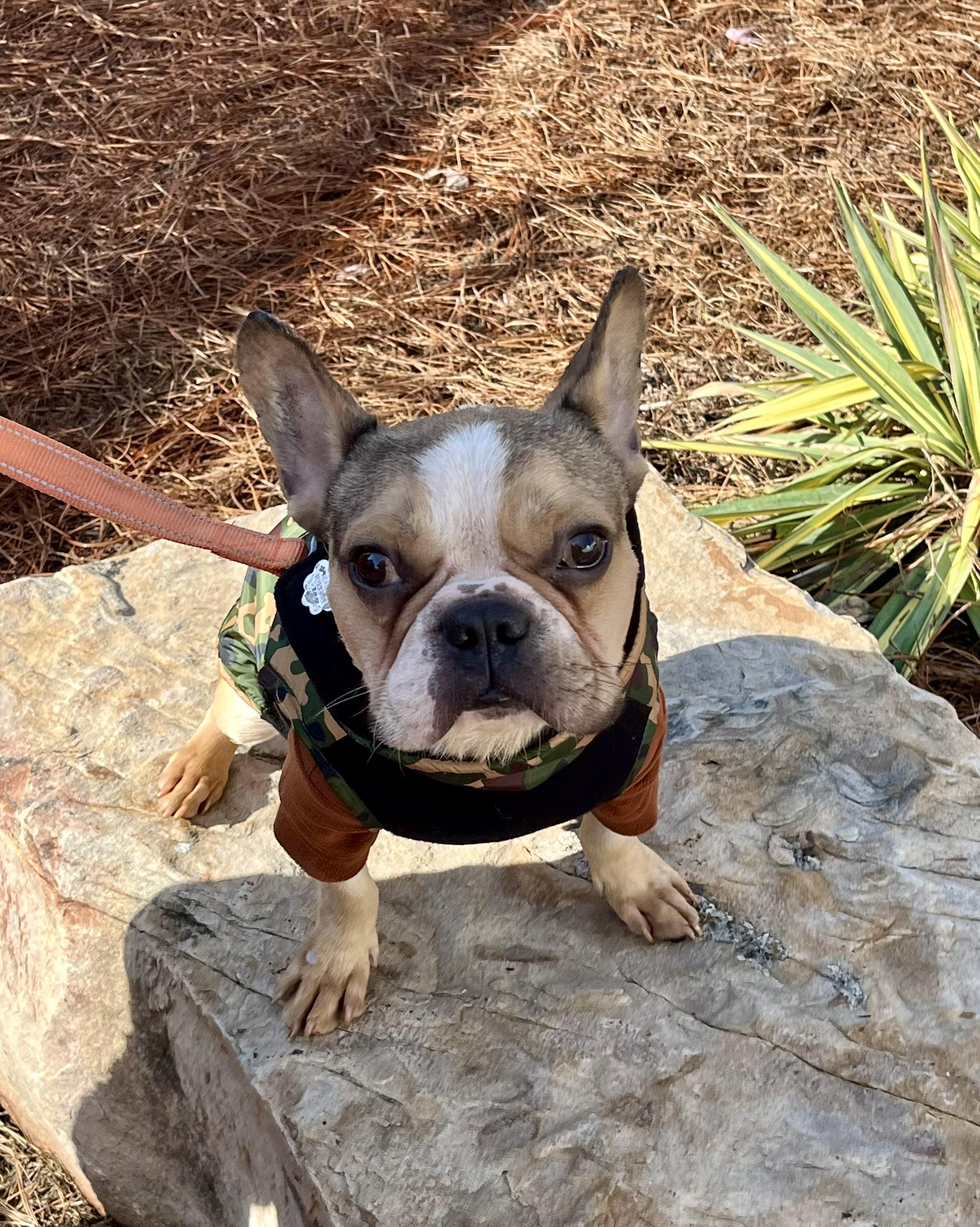 Enlarge Henry, a Adopted French Bulldog in Knoxville, TN image 1/3