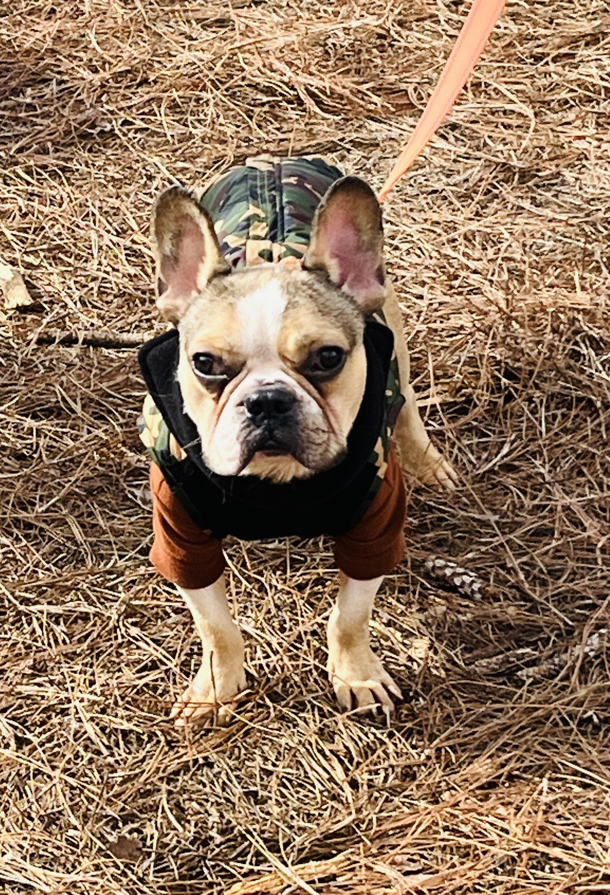 Enlarge Henry, a Adopted French Bulldog in Knoxville, TN image 2/3