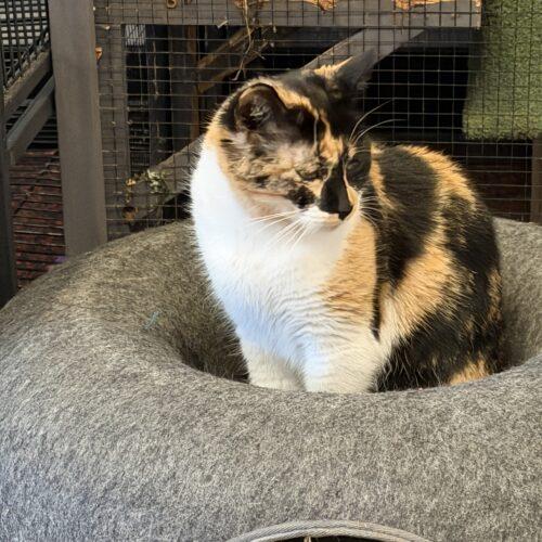 Anne, Adoptable, Adult Female Calico.