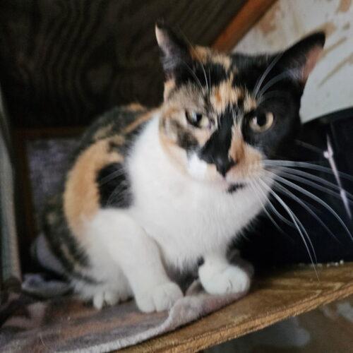 Enlarge Anne, a Adoptable Calico in New Market, MN image 2/4