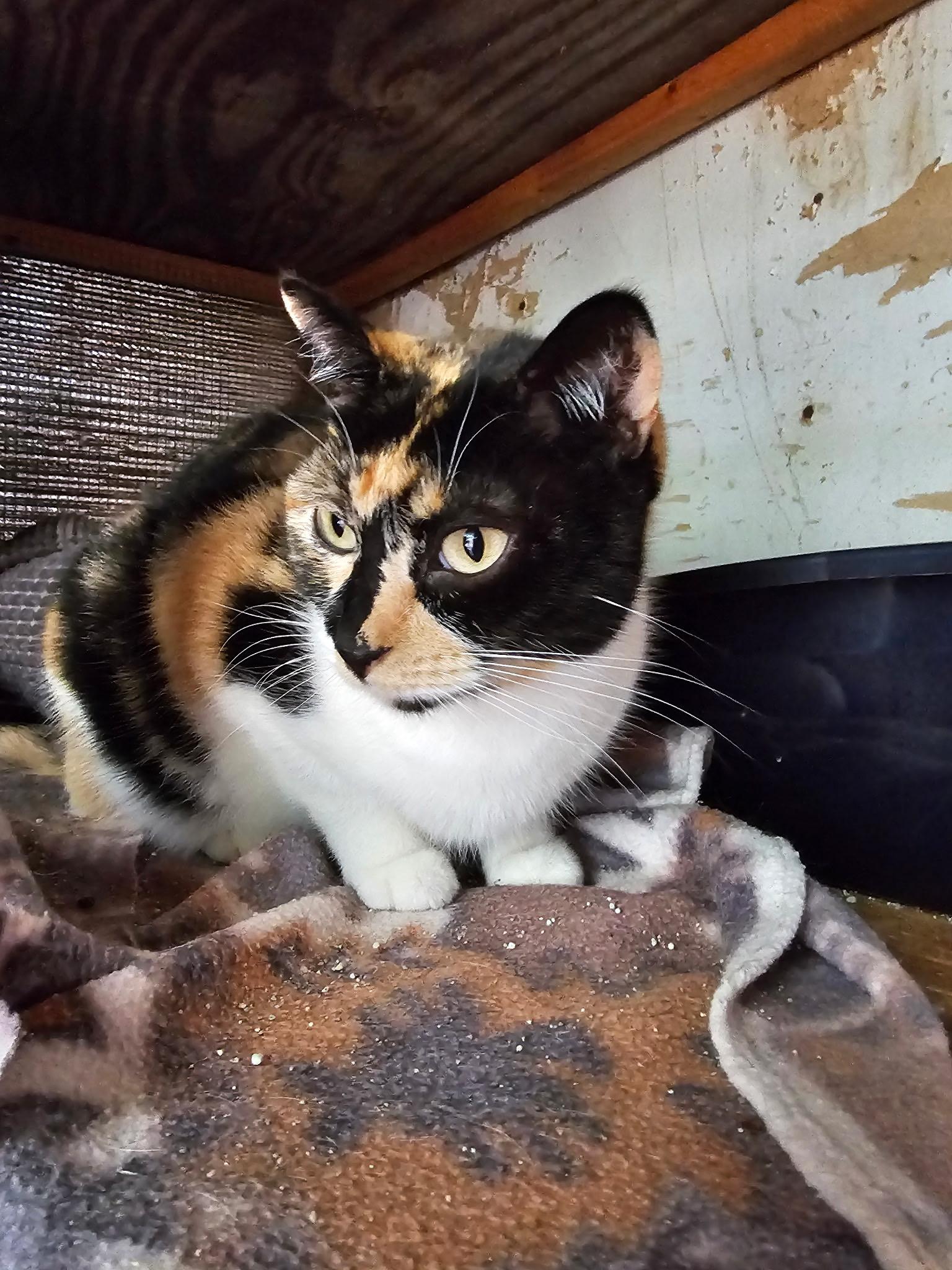 Enlarge Anne, a Adoptable Calico in New Market, MN image 3/4