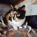 Enlarge Anne, a Adoptable Calico in New Market, MN image 1/3