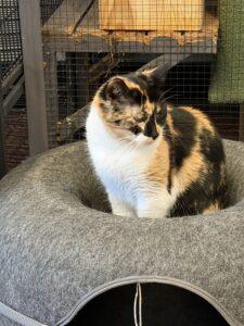 Enlarge Anne, a Adoptable Calico in New Market, MN image 2/3