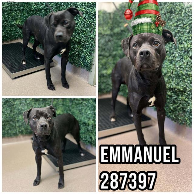 EMMANUEL, Adoptable, Young Male Pit Bull Terrier & Mixed Breed.