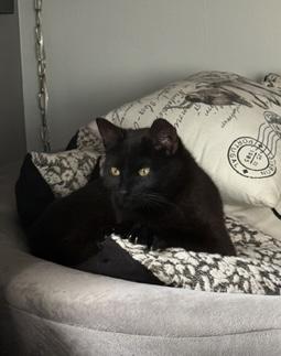 Jack, ADOPTABLE, Young Male Domestic Short Hair.