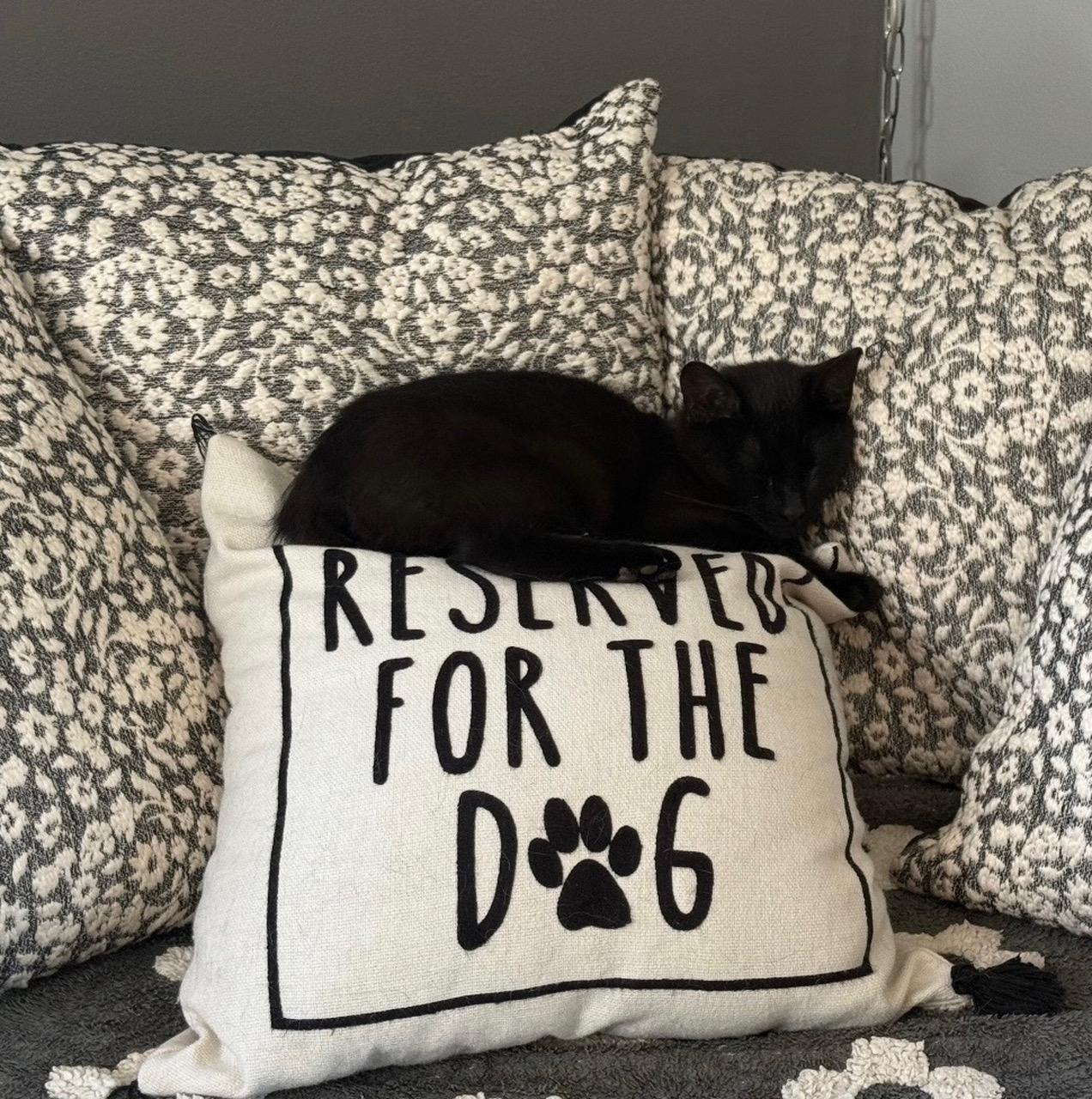Jack, a ADOPTABLE Domestic Short Hair in Toledo, OH image 2/2