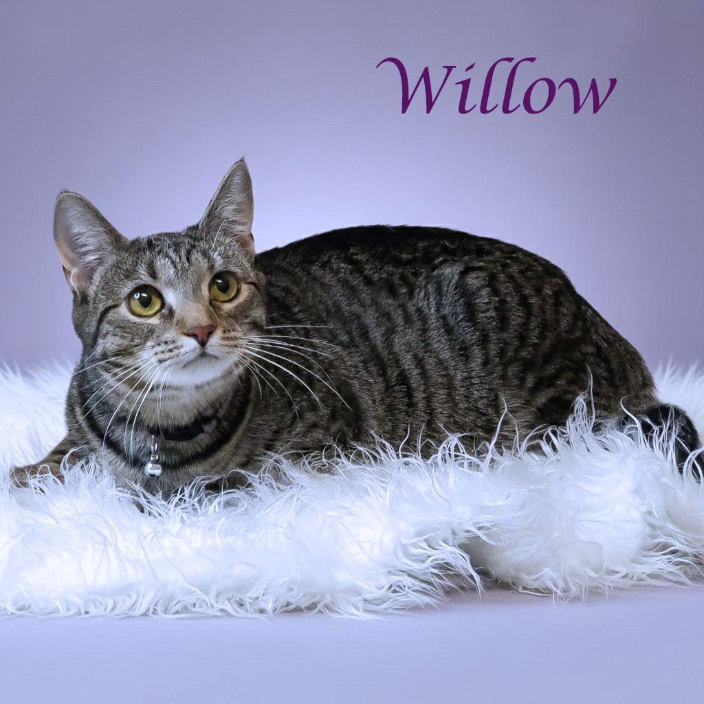 Enlarge Willow C25-241, a Adoptable Domestic Short Hair in Lebanon, TN image 2/5