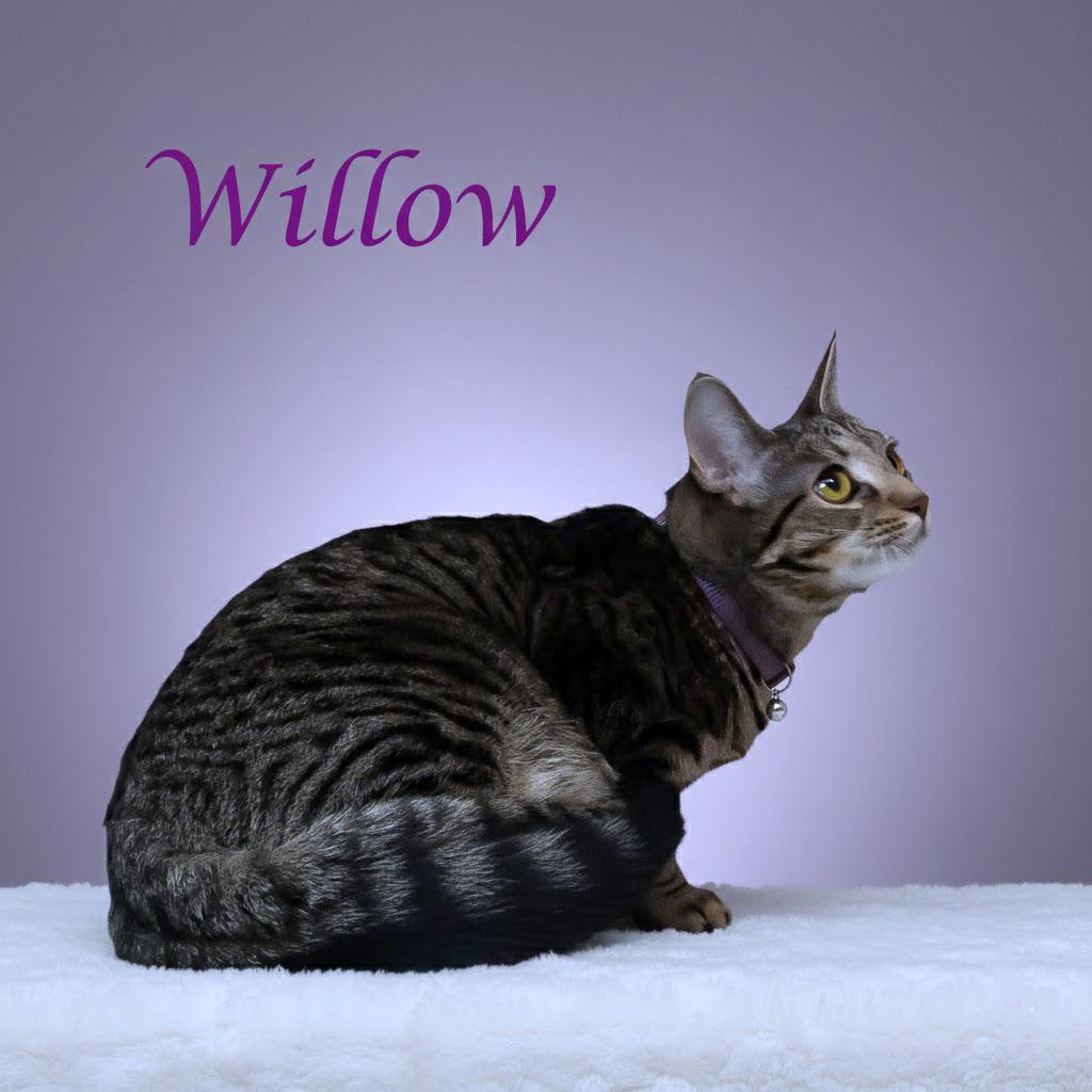 Enlarge Willow C25-241, a Adoptable Domestic Short Hair in Lebanon, TN image 3/5