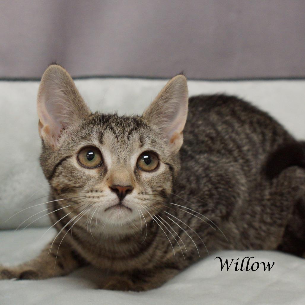 Enlarge Willow C25-241, a Adoptable Domestic Short Hair in Lebanon, TN image 4/5