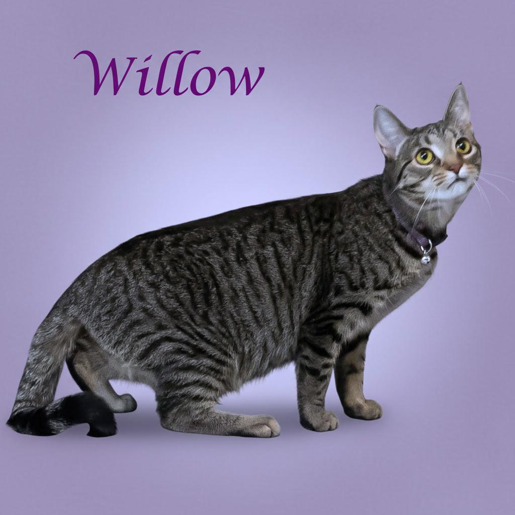 Enlarge Willow C25-241, a Adoptable Domestic Short Hair in Lebanon, TN image 5/5