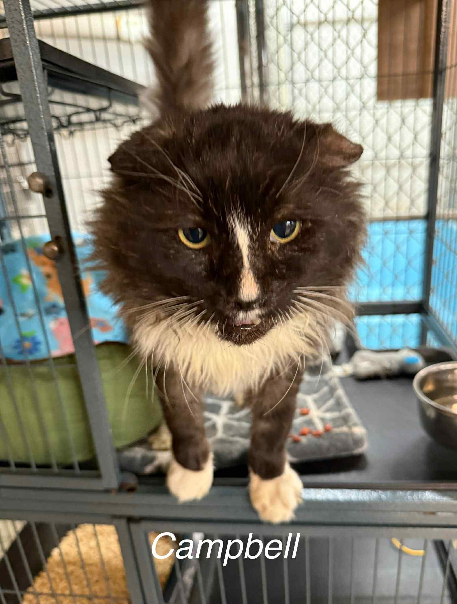 Campbell, ADOPTABLE, Adult Male Domestic Short Hair.