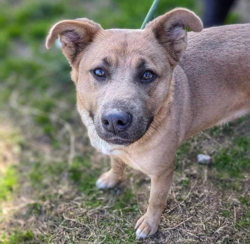 Terry, Adoptable, Adult Female Retriever.