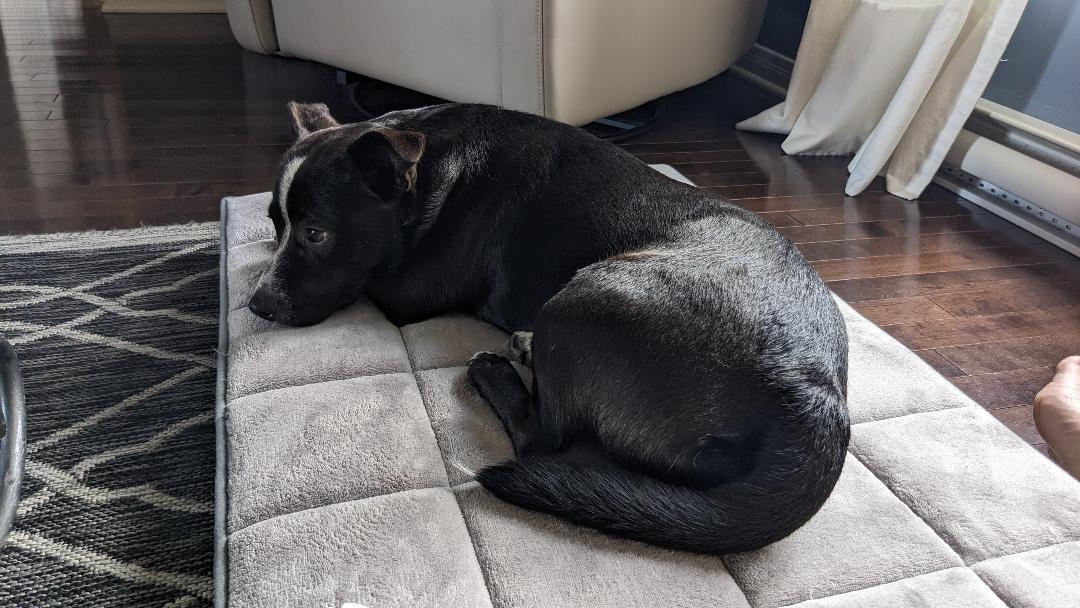 Enlarge Ernie , a Adoptable mixed breed in Vaudreuil-Dorion, QC image 2/2