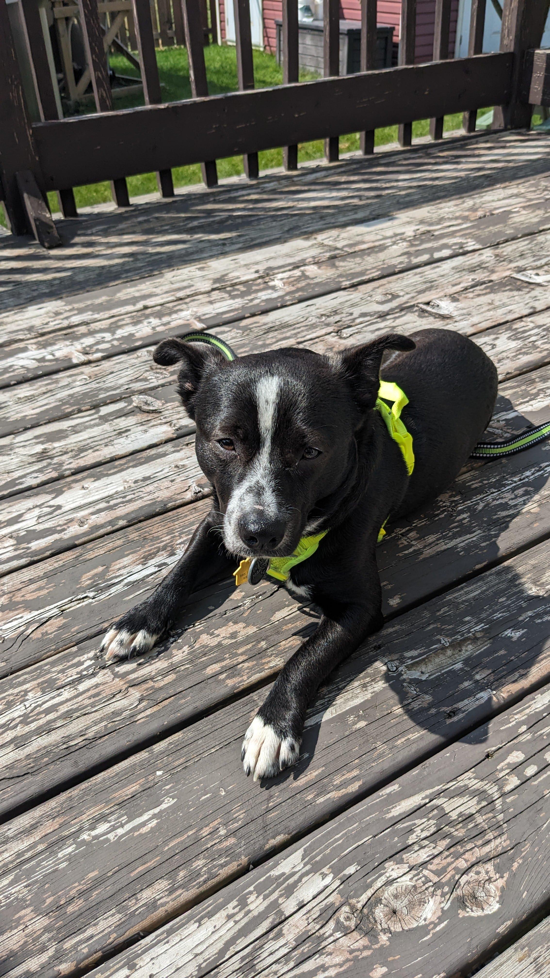 Ernie , Adoptable, Adult Male Terrier.