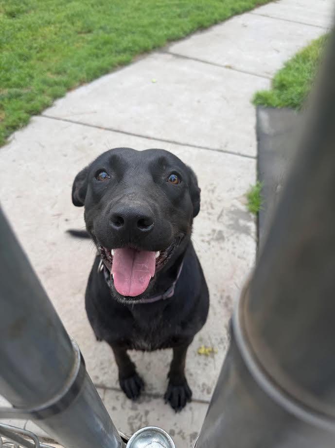 Enlarge Tilly, a ADOPTABLE Black Labrador Retriever in Oakdale, CA image 1/1