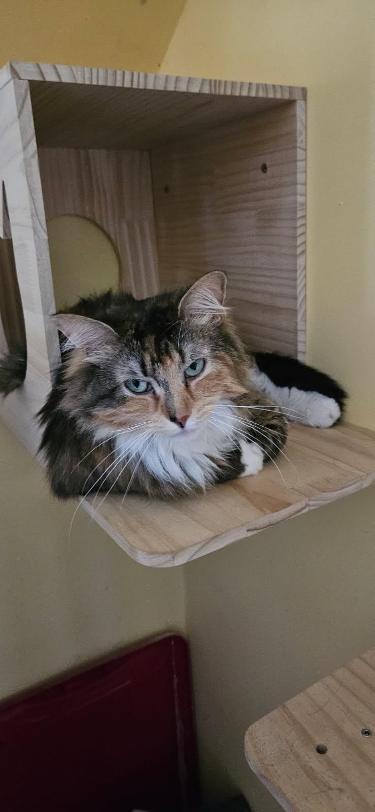 Scarlett, adopted, Adult Female Domestic Long Hair.