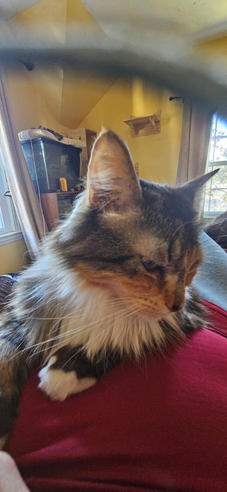 Scarlett, an adopted Domestic Long Hair in Rochester, NY image 3/3