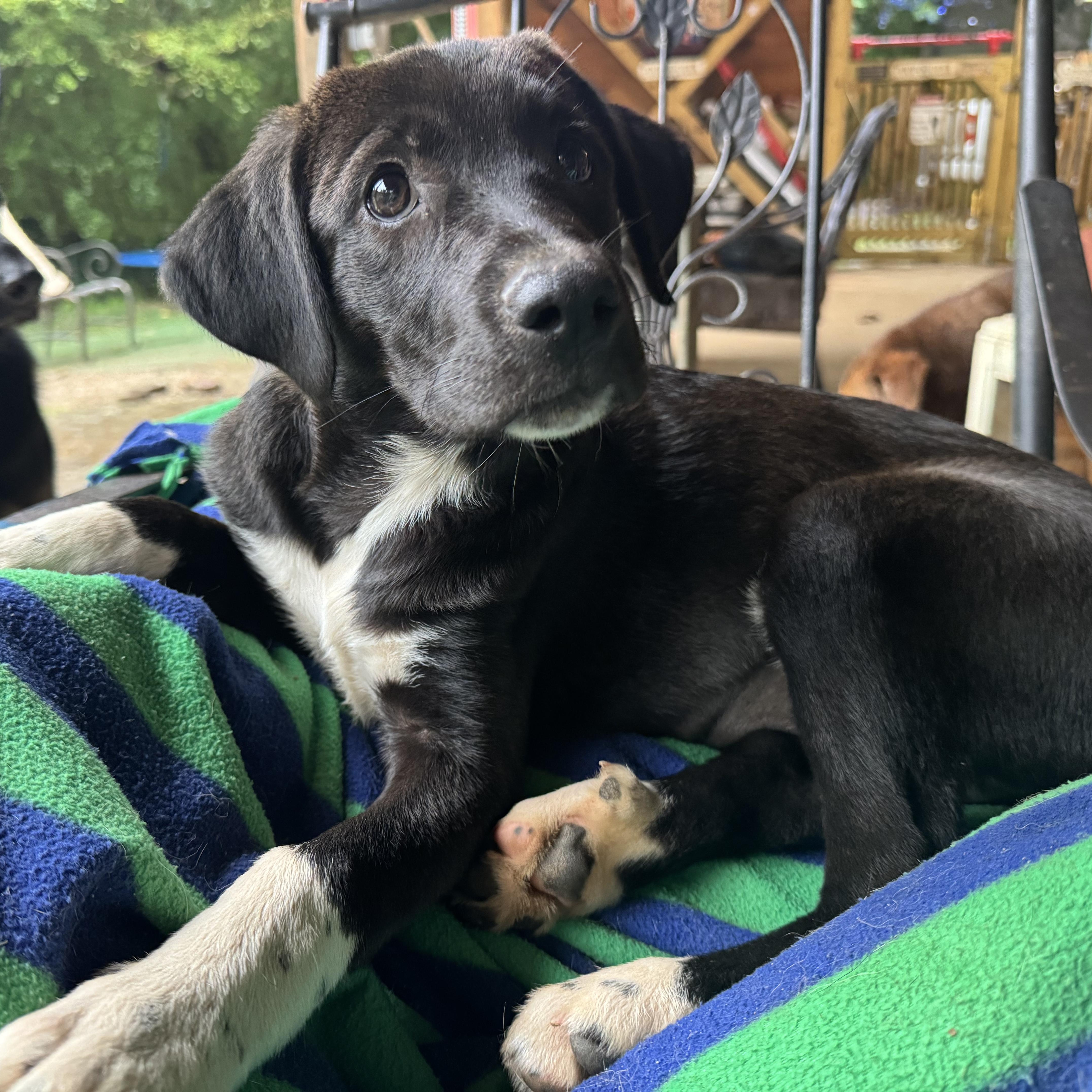 Enlarge Darcy, a Adoptable mixed breed in Ragland, AL image 2/6