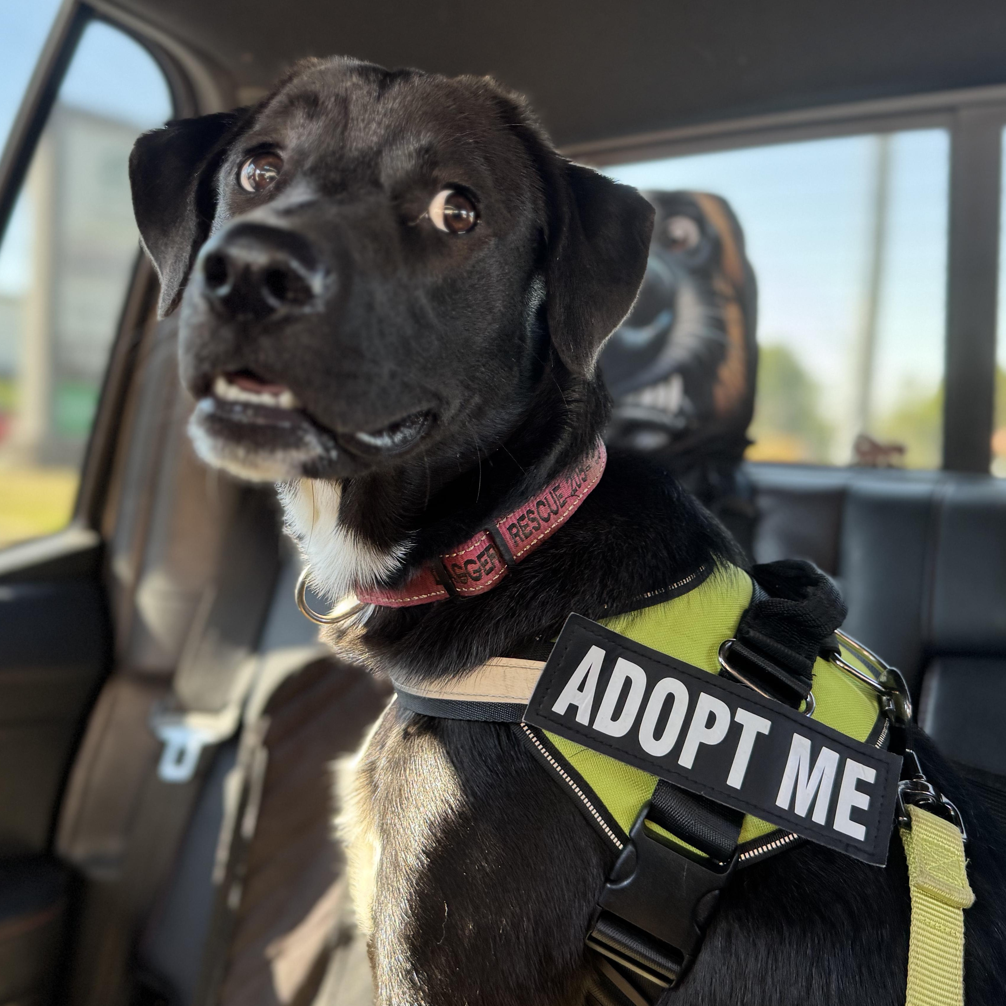 Darcy, Adoptable, Young Female Australian Shepherd & Australian Cattle Dog / Blue Heeler.