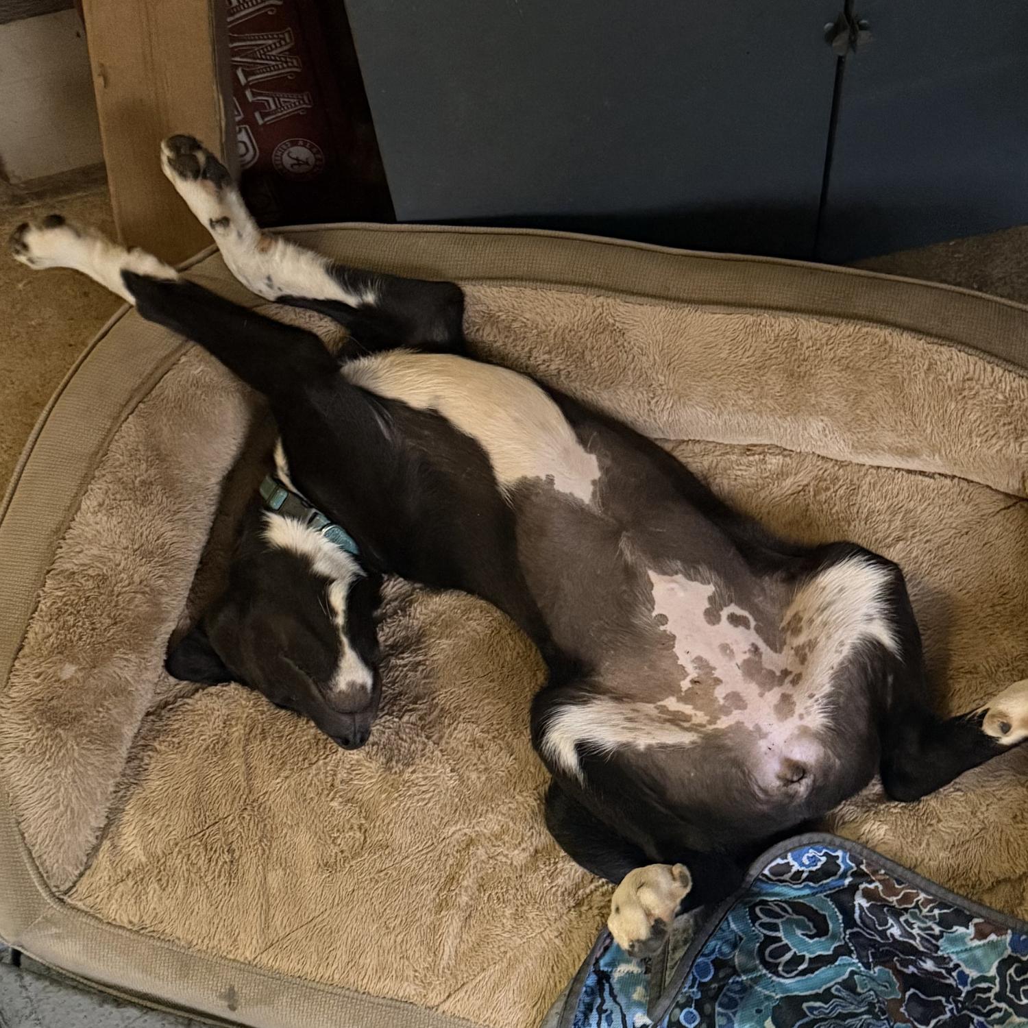 Enlarge Darcy, a Adoptable mixed breed in Ragland, AL image 3/6