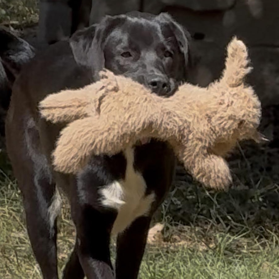 Enlarge Darcy, a Adoptable mixed breed in Ragland, AL image 5/6