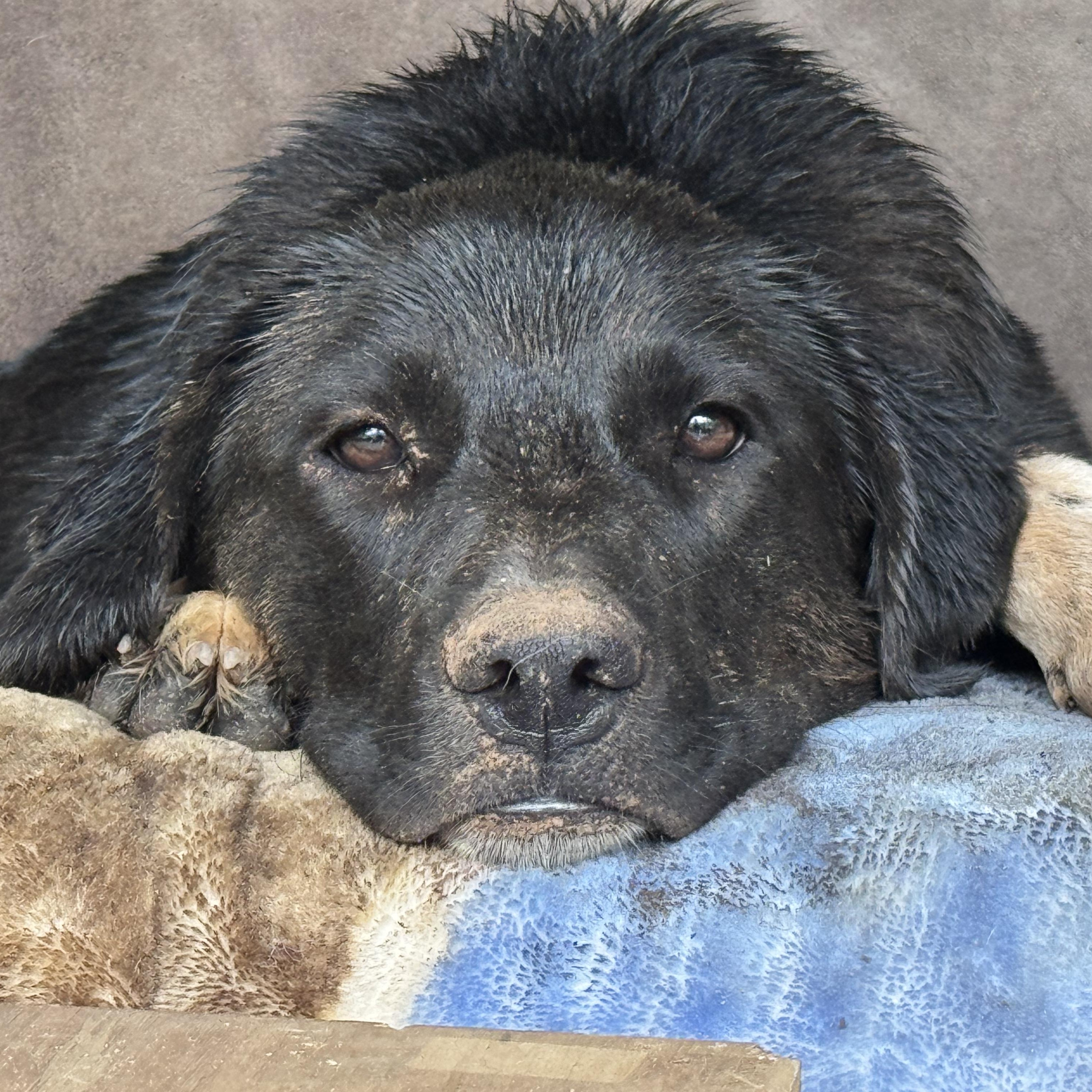 Enlarge Darcy, a Adoptable mixed breed in Ragland, AL image 6/6