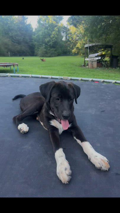 Enlarge Darcy, a Adoptable mixed breed in Ragland, AL video 4/6