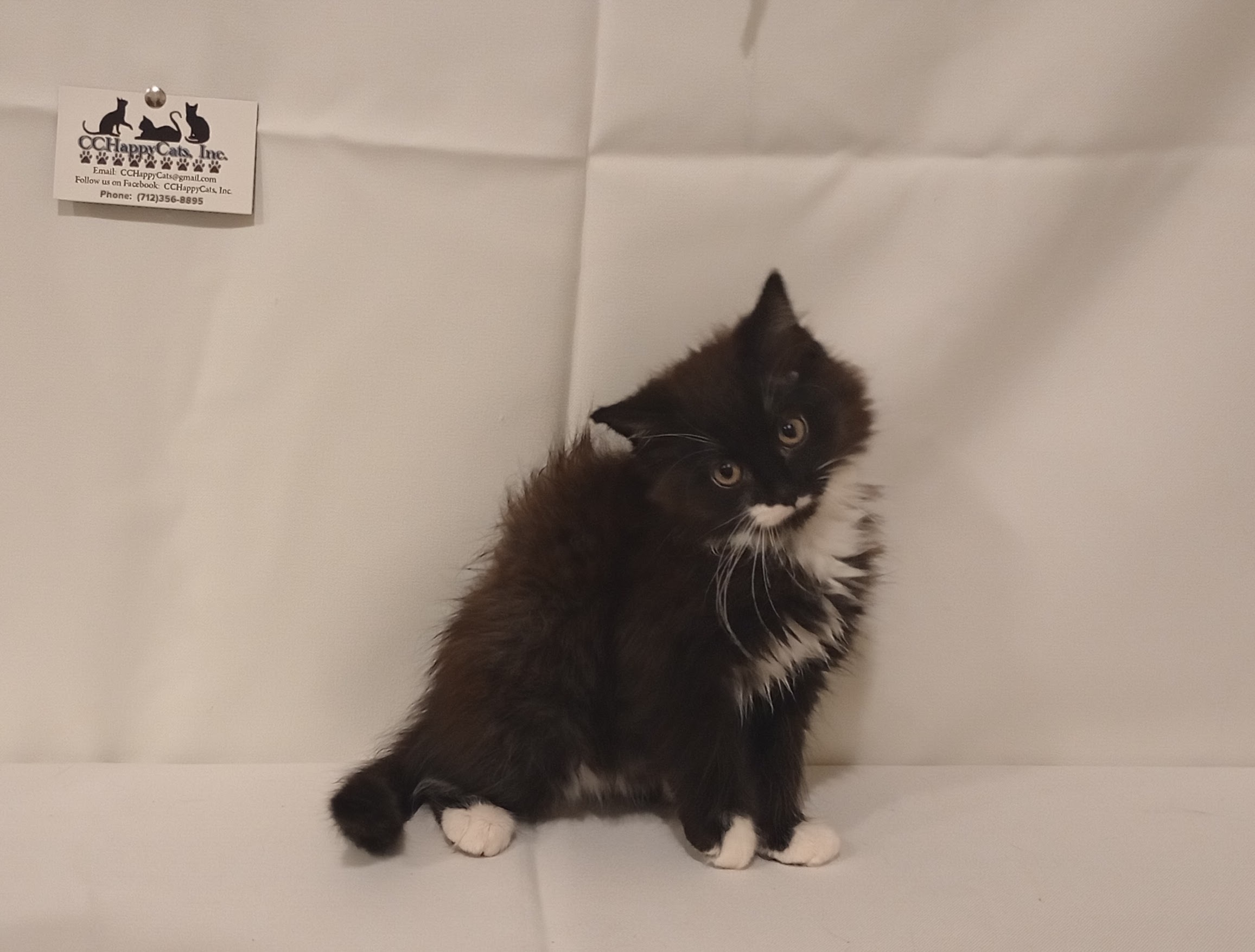 Enlarge Pumpkin , a Adopted Domestic Long Hair in Denison, IA image 1/1