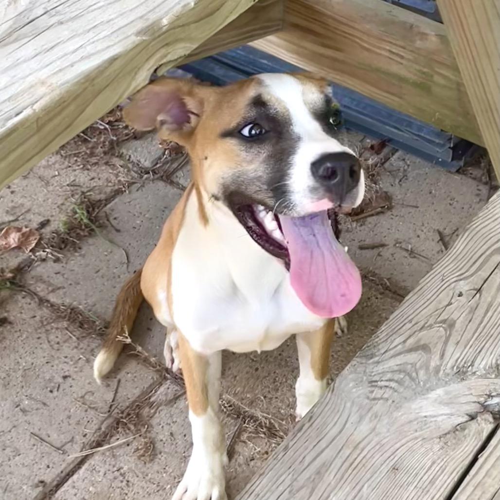 Lyric, Adoptable, Young Female Black Mouth Cur & Mixed Breed.