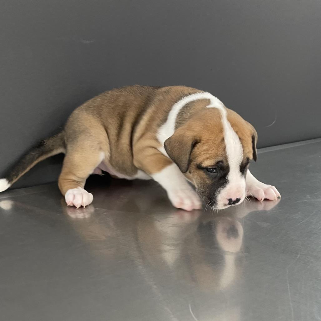 Enlarge Lyric, a Adoptable mixed breed in Livingston, TX image 2/6