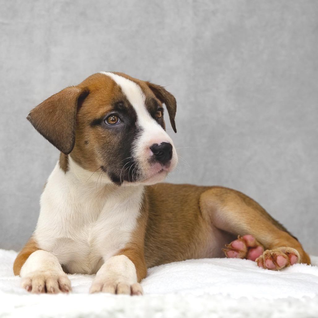Enlarge Lyric, a Adoptable mixed breed in Livingston, TX image 3/6