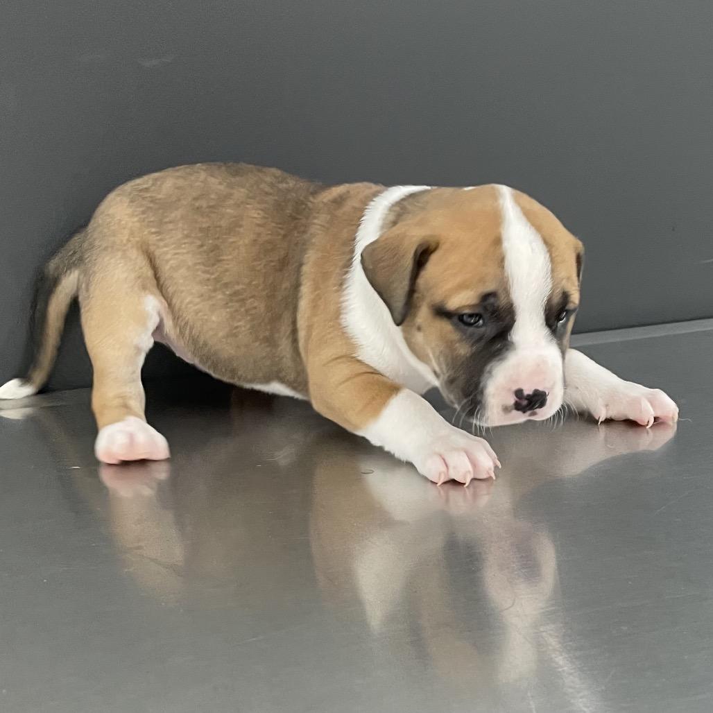 Enlarge Lyric, a Adoptable mixed breed in Livingston, TX image 4/6