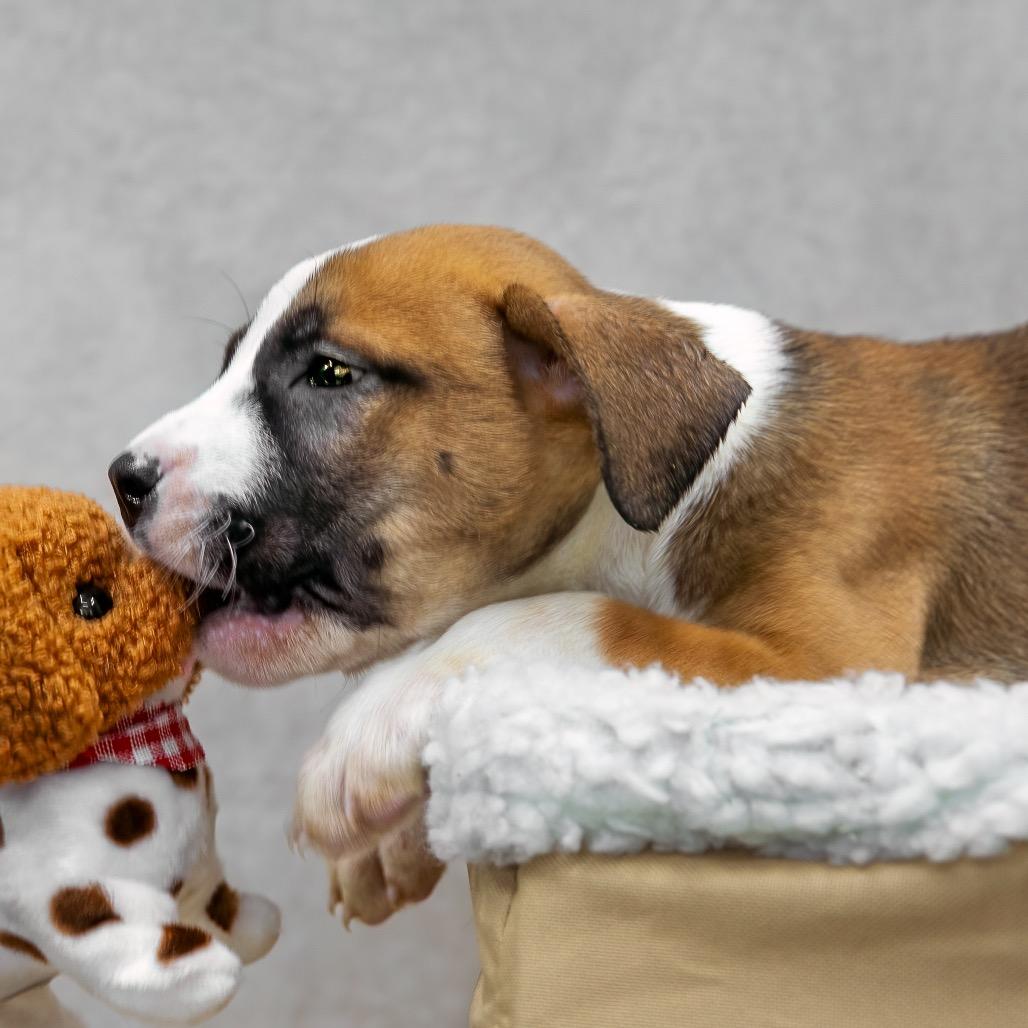 Enlarge Lyric, a Adoptable mixed breed in Livingston, TX image 5/6