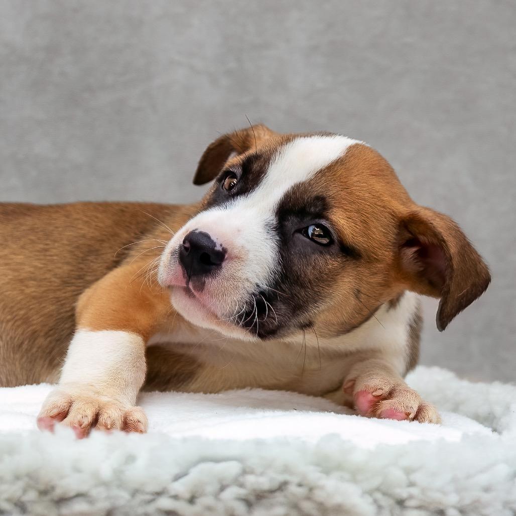 Enlarge Lyric, a Adoptable mixed breed in Livingston, TX image 6/6