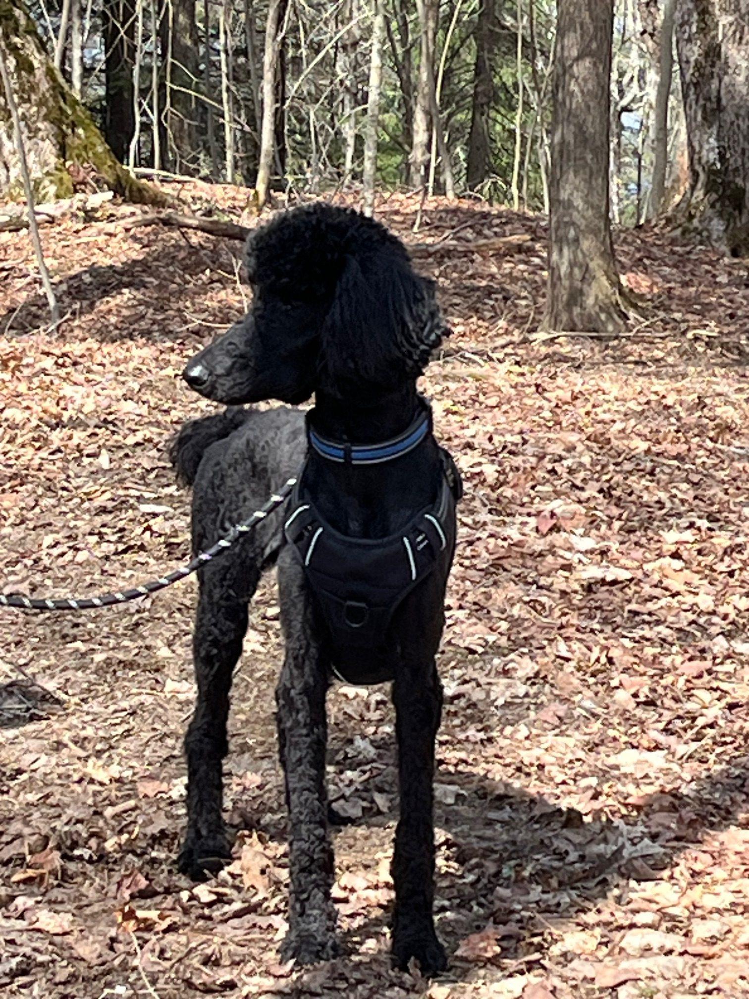 Enlarge Vega, a ADOPTABLE Standard Poodle in Toronto, ON image 3/3