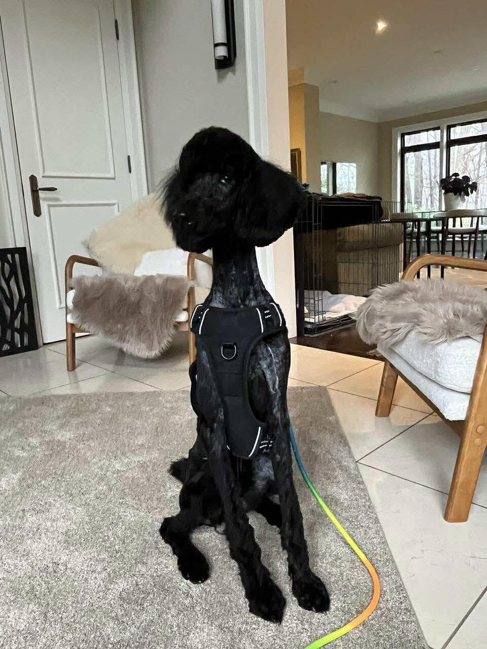 Enlarge Vega, a ADOPTABLE Standard Poodle in Toronto, ON image 2/3