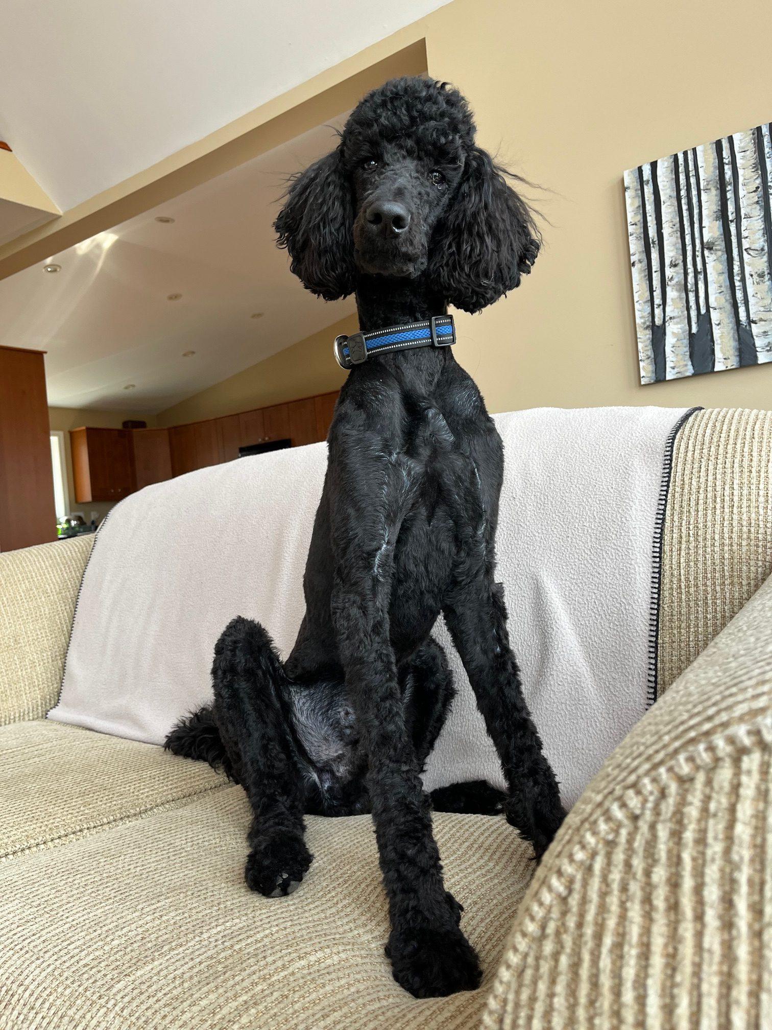 Enlarge Vega, a ADOPTABLE Standard Poodle in Toronto, ON image 1/3