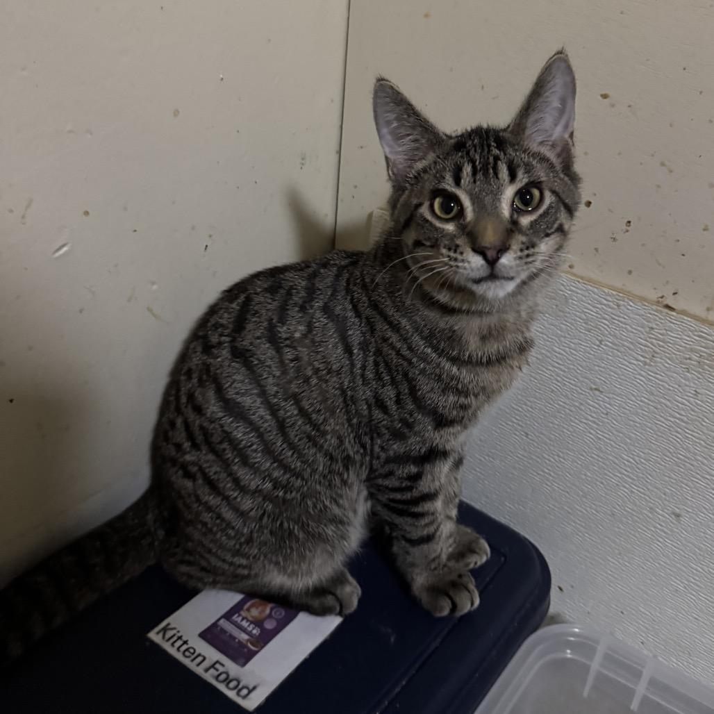 Enlarge Linc, a Adoptable Tabby in Richland, MI image 1/1