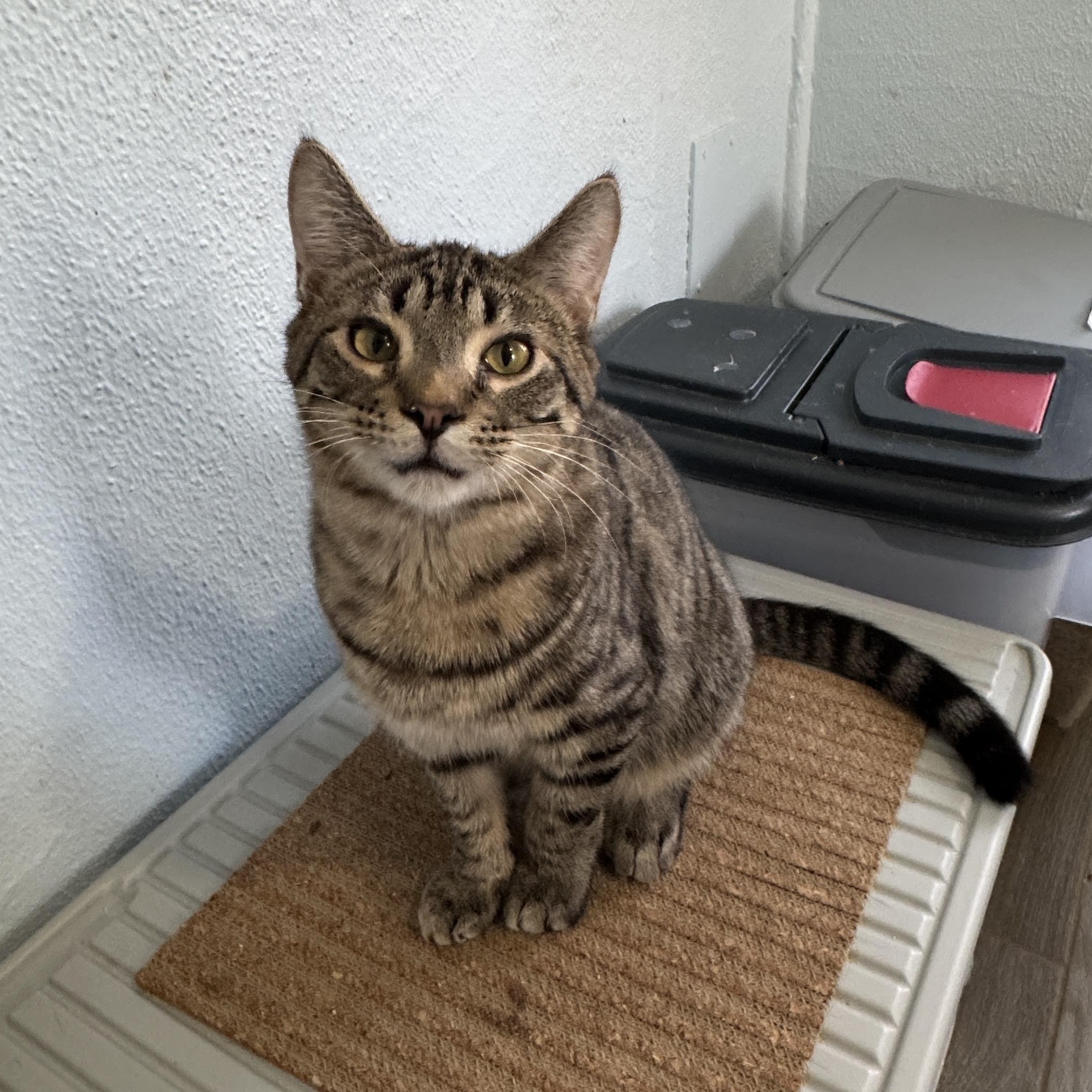 Enlarge Linc, a Adoptable Tabby in Richland, MI image 2/2