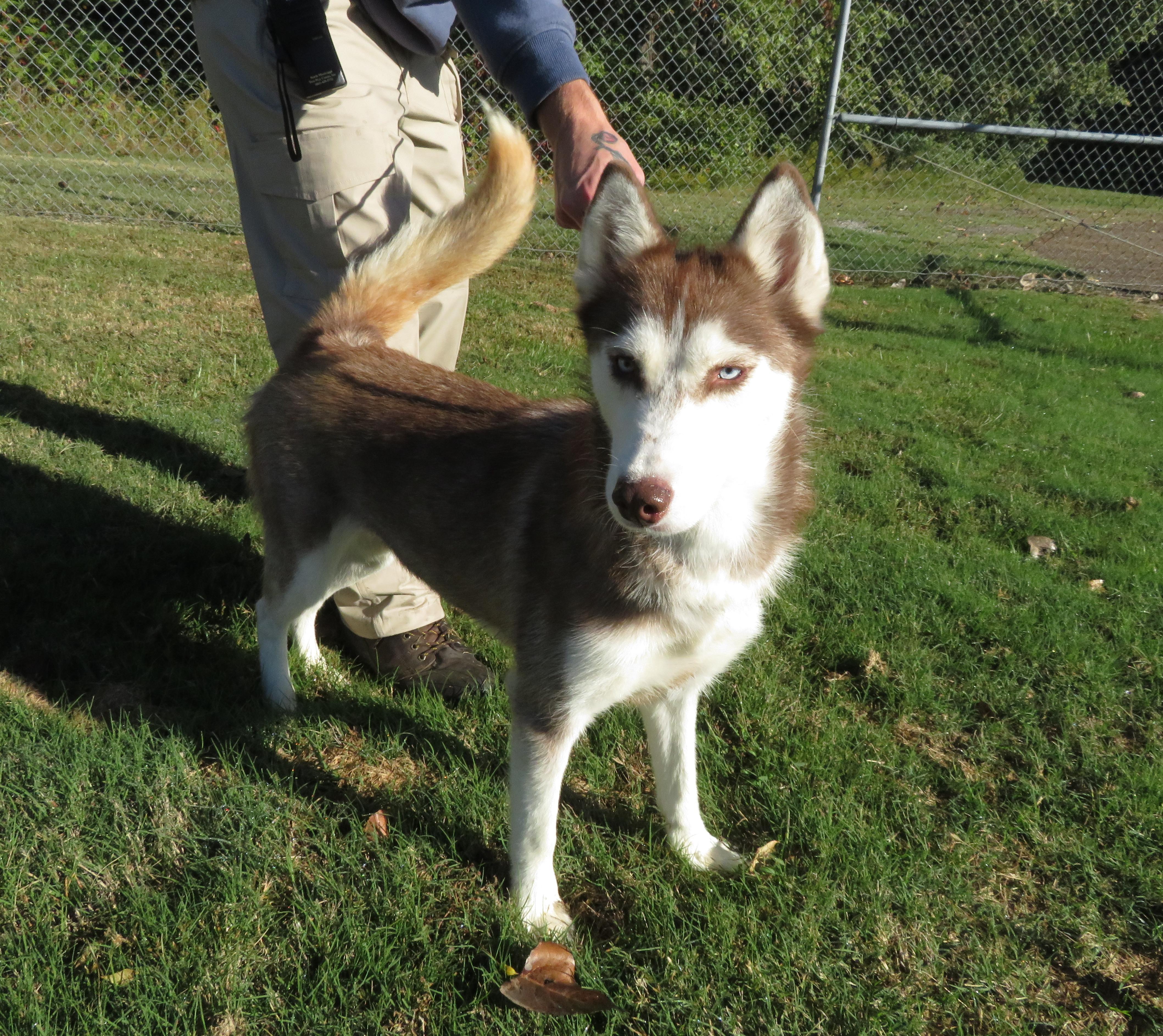 Layla, Adoptable, Young Female Husky.