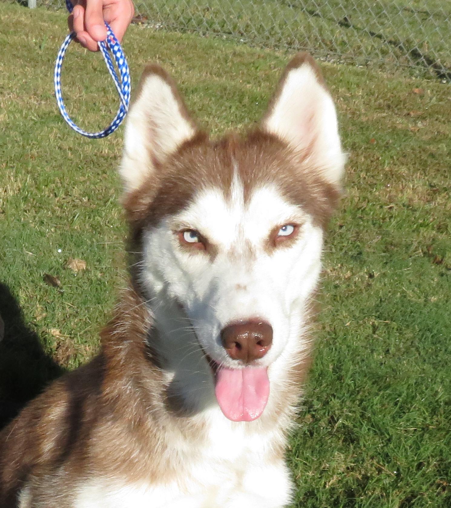 Layla, a Adoptable Husky in Nesbit, MS image 2/3